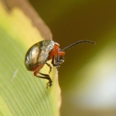 Lamprolina (genus) at Wingecarribee Local Government Area - 27 Dec 2023 11:51 AM