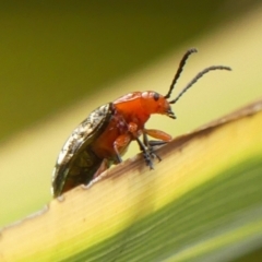 Lamprolina (genus) at Wingecarribee Local Government Area - 27 Dec 2023 11:51 AM