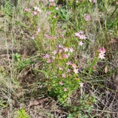 Centaurium erythraea (Common Centaury) at Callum Brae - 27 Dec 2023 by Mike