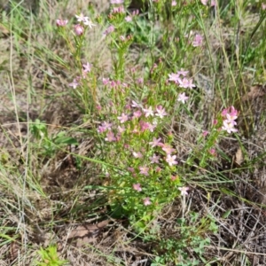 Centaurium erythraea at Callum Brae - 27 Dec 2023 03:50 PM