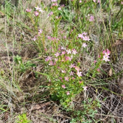 Centaurium erythraea (Common Centaury) at Symonston, ACT - 27 Dec 2023 by Mike