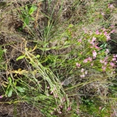 Centaurium erythraea at Callum Brae - 27 Dec 2023 03:50 PM