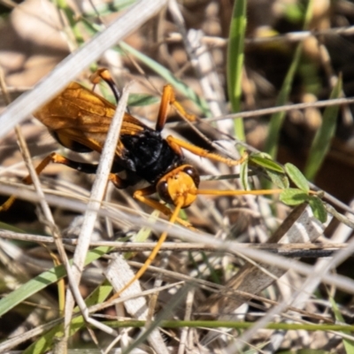 Cryptocheilus bicolor (Orange Spider Wasp) at Kambah, ACT - 21 Dec 2023 by SWishart