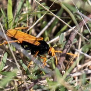 Cryptocheilus bicolor at Tidbinbilla Nature Reserve - 22 Dec 2023