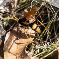 Cryptocheilus bicolor at Tidbinbilla Nature Reserve - 22 Dec 2023 09:56 AM