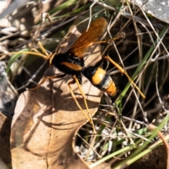 Cryptocheilus bicolor at Tidbinbilla Nature Reserve - 22 Dec 2023
