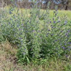 Echium vulgare (Vipers Bugloss) at Callum Brae - 27 Dec 2023 by Mike