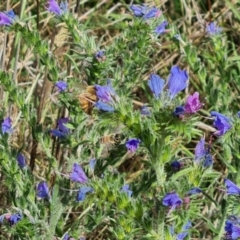 Echium vulgare at Callum Brae - 27 Dec 2023