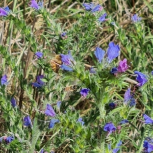 Echium vulgare at Callum Brae - 27 Dec 2023