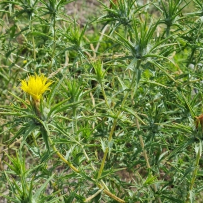 Carthamus lanatus (Saffron Thistle) at Callum Brae - 27 Dec 2023 by Mike