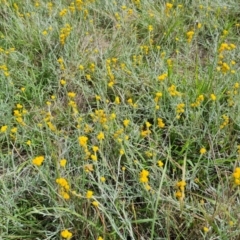 Chrysocephalum apiculatum (Common Everlasting) at Callum Brae - 27 Dec 2023 by Mike