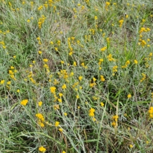 Chrysocephalum apiculatum at Callum Brae - 27 Dec 2023