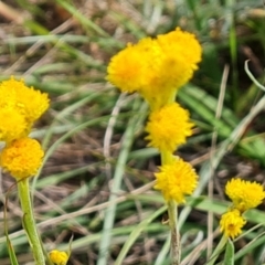 Chrysocephalum apiculatum at Callum Brae - 27 Dec 2023 03:40 PM