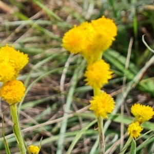 Chrysocephalum apiculatum at Callum Brae - 27 Dec 2023