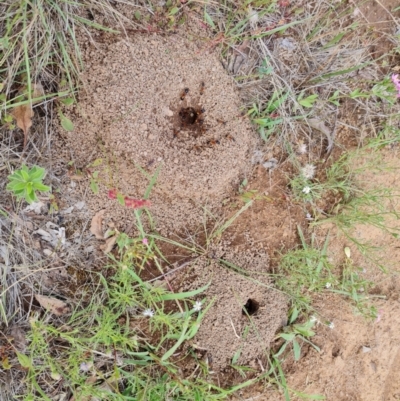 Camponotus consobrinus (Banded sugar ant) at Callum Brae - 27 Dec 2023 by Mike