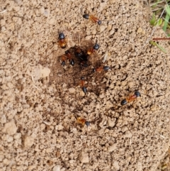 Camponotus consobrinus at Callum Brae - 27 Dec 2023