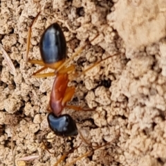 Camponotus consobrinus at Callum Brae - 27 Dec 2023