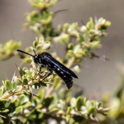 Scolia (Discolia) verticalis (Yellow-headed hairy flower wasp) at Tidbinbilla Nature Reserve - 22 Dec 2023 by SWishart