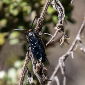 Scolia (Discolia) verticalis at Tidbinbilla Nature Reserve - 22 Dec 2023 10:06 AM