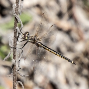 Hemicordulia tau at Tidbinbilla Nature Reserve - 22 Dec 2023 10:13 AM