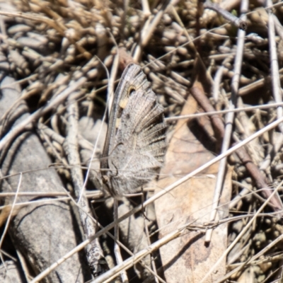 Geitoneura klugii (Marbled Xenica) at Tidbinbilla Nature Reserve - 22 Dec 2023 by SWishart