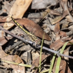 Orthetrum caledonicum (Blue Skimmer) at Kambah, ACT - 21 Dec 2023 by SWishart