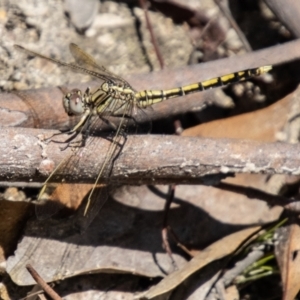 Orthetrum caledonicum at Tidbinbilla Nature Reserve - 22 Dec 2023 10:27 AM