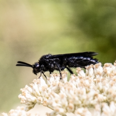 Scoliidae sp. (family) (Unidentified Hairy Flower Wasp) at Tidbinbilla Nature Reserve - 21 Dec 2023 by SWishart