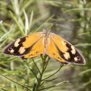 Heteronympha merope at Tidbinbilla Nature Reserve - 22 Dec 2023 10:32 AM