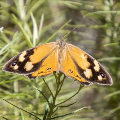Heteronympha merope (Common Brown Butterfly) at Kambah, ACT - 21 Dec 2023 by SWishart