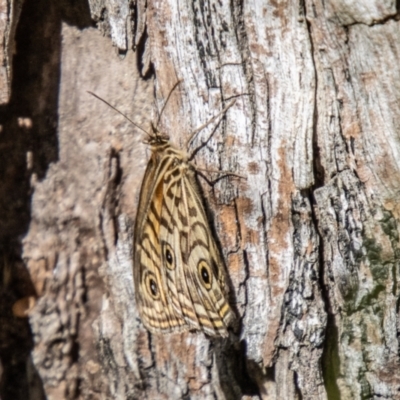 Geitoneura acantha (Ringed Xenica) at Kambah, ACT - 21 Dec 2023 by SWishart