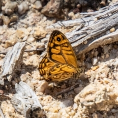 Geitoneura acantha at Tidbinbilla Nature Reserve - 22 Dec 2023