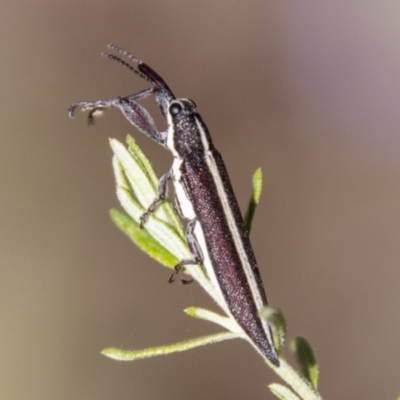 Rhinotia suturalis (Belid weevil) at Tidbinbilla Nature Reserve - 22 Dec 2023 by SWishart