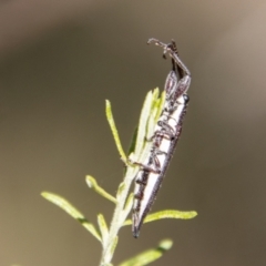 Rhinotia suturalis at Tidbinbilla Nature Reserve - 22 Dec 2023