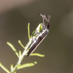 Rhinotia suturalis at Tidbinbilla Nature Reserve - 22 Dec 2023