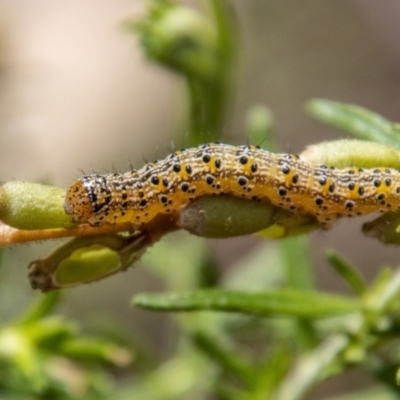 Lepidoptera unclassified IMMATURE moth at Kambah, ACT - 21 Dec 2023 by SWishart