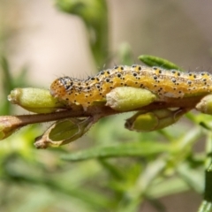 Lepidoptera unclassified IMMATURE at Tidbinbilla Nature Reserve - 22 Dec 2023