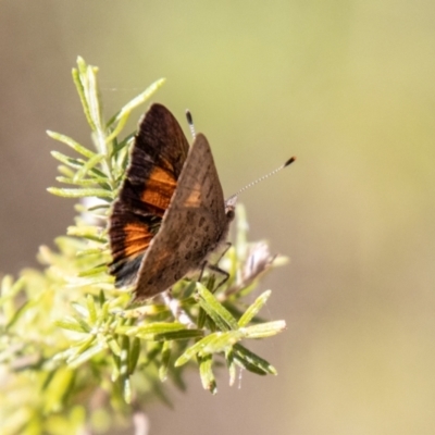 Paralucia aurifera (Bright Copper) at Kambah, ACT - 22 Dec 2023 by SWishart