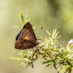 Paralucia aurifera at Gibraltar Pines - 22 Dec 2023 11:02 AM