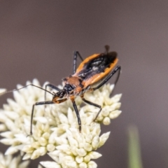 Gminatus australis (Orange assassin bug) at Tidbinbilla Nature Reserve - 22 Dec 2023 by SWishart