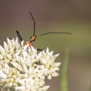 Gminatus australis at Gibraltar Pines - 22 Dec 2023