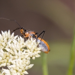 Gminatus australis at Gibraltar Pines - 22 Dec 2023