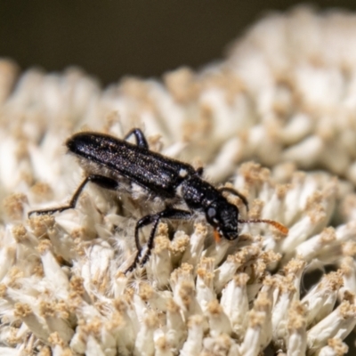 Eleale simplex (Clerid beetle) at Kambah, ACT - 22 Dec 2023 by SWishart