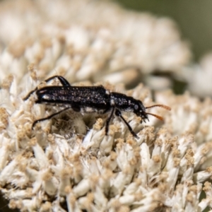 Eleale simplex at Gibraltar Pines - 22 Dec 2023