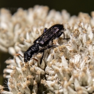 Eleale simplex at Gibraltar Pines - 22 Dec 2023