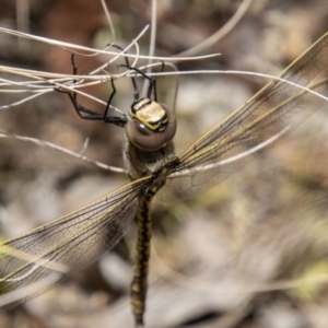 Anax papuensis at Tidbinbilla Nature Reserve - 22 Dec 2023 12:03 PM