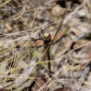 Anax papuensis at Tidbinbilla Nature Reserve - 22 Dec 2023 12:03 PM