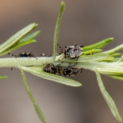 Oechalia schellenbergii at Tidbinbilla Nature Reserve - 22 Dec 2023 by SWishart