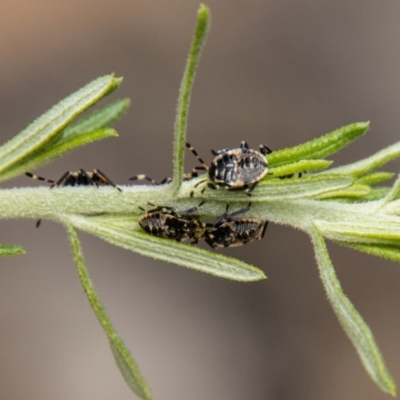 Oechalia schellenbergii at Tidbinbilla Nature Reserve - 22 Dec 2023 by SWishart