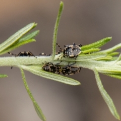 Unidentified Shield, Stink or Jewel Bug (Pentatomoidea) at Kambah, ACT - 22 Dec 2023 by SWishart